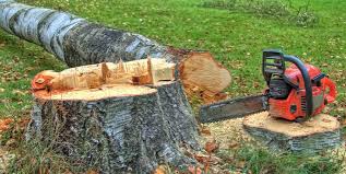 Reliable Bridgeport, OH Tree Removal and Landscaping Services Solutions